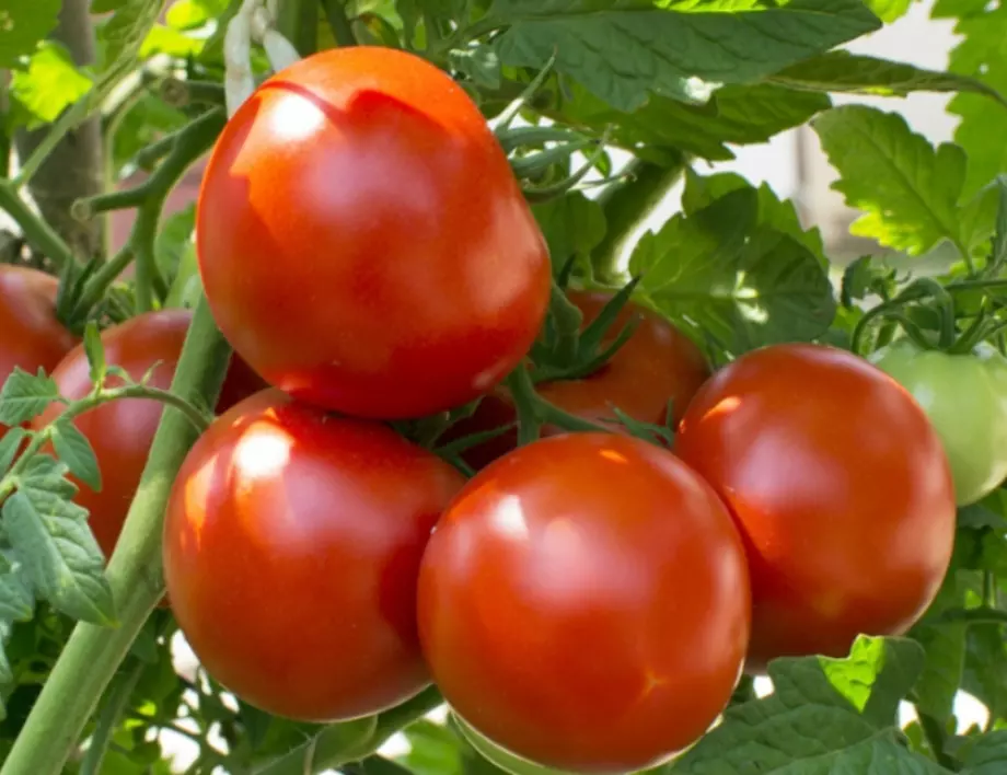 При цъфтеж: с какво трябва да се пръскат доматите?