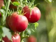 Това са най-добрите съседи на доматите в градината