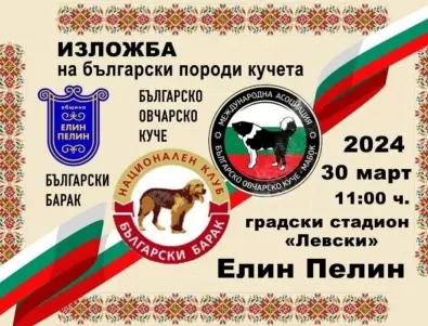 Предстояща изложба на българско овчарско куче ще се проведе в Елин Пелин