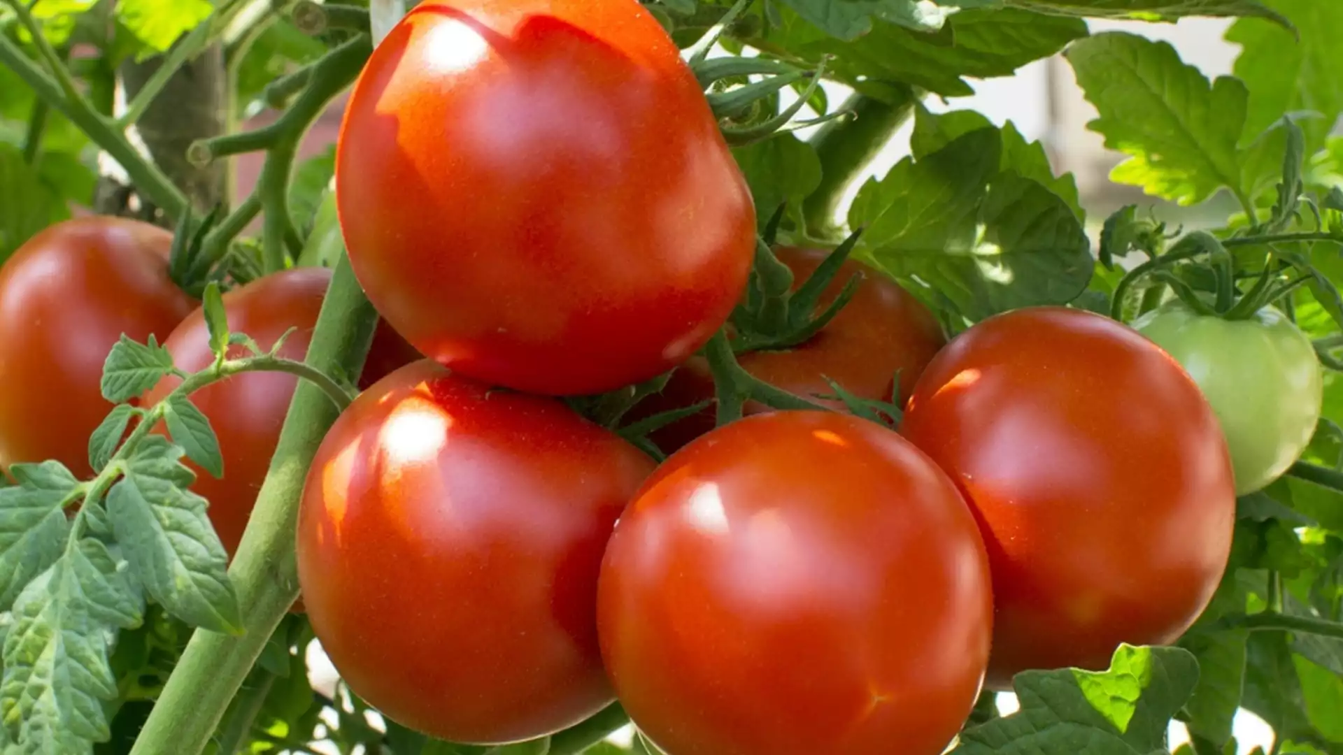 Ето тайната при засаждане на домати, за да имате УСПЕХ