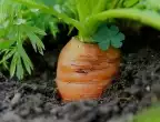 Какви зеленчуци да засадите в градината през МАЙ?