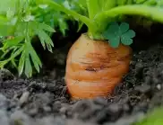 Ето как да засадите семена от моркови за страхотен старт