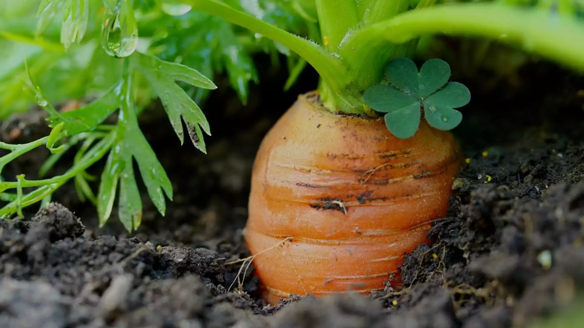Ето как да засадите семена от моркови за страхотен старт