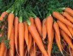 Основни съвети при засяване на моркови в домашната градина
