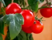 Какви са подходящите температури за засяване на домати?