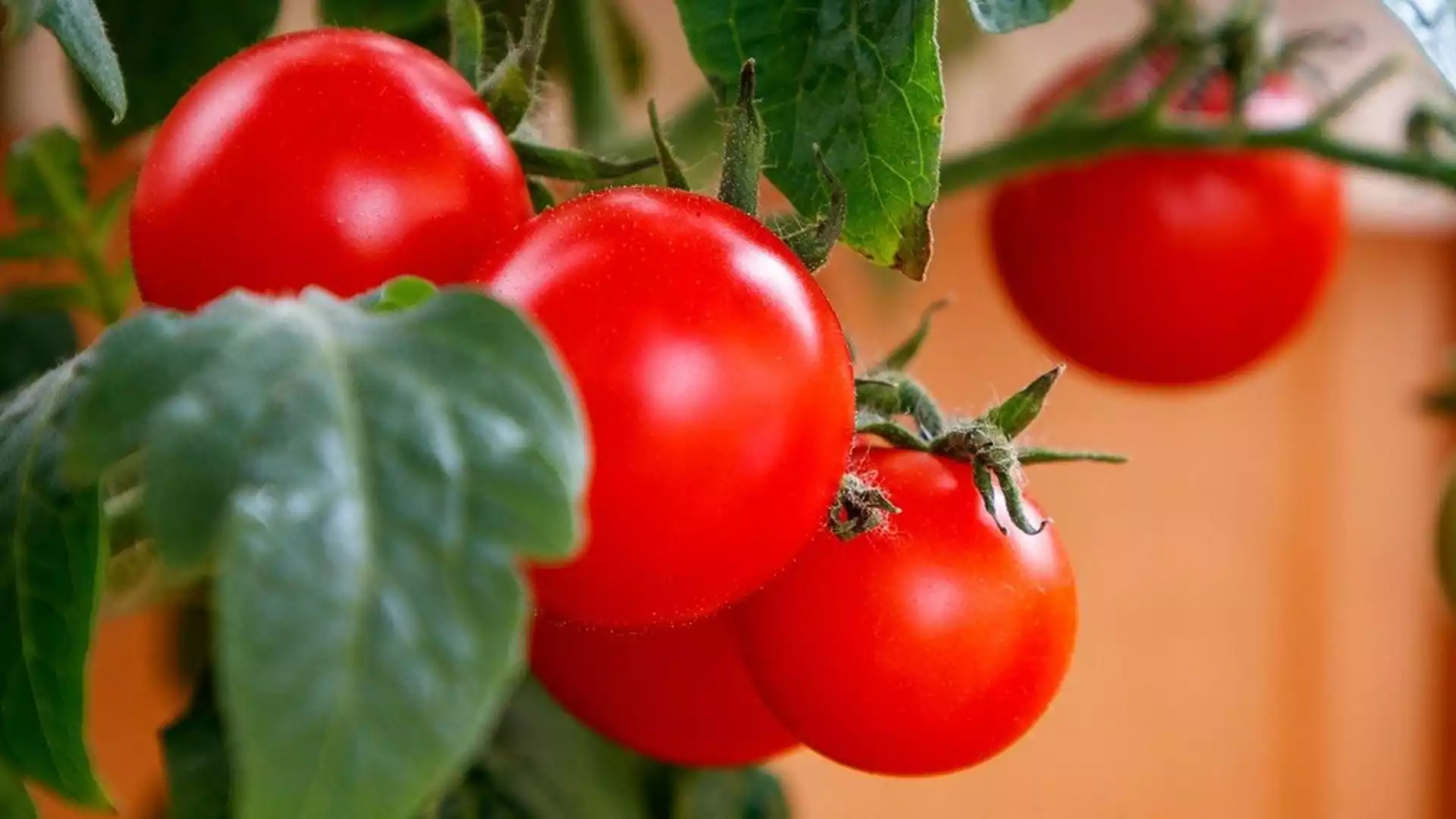 Какви са подходящите температури за засяване на домати?