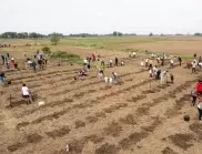Доброволци от Пощенска банка засадиха 1300 нови фиданки в района на село Негован