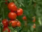 Каква е причината за къдренето на листата при доматите?