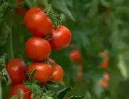 Каква е причината за къдренето на листата при доматите?
