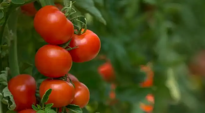 Каква е причината за къдренето на листата при доматите?