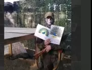 Руски зоопарк изпрати на фронта два пауна за "духовно успокоение" на военните (СНИМКИ)