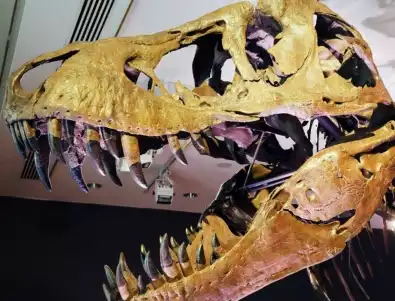 С какви размери е бил най-големият динозавър?