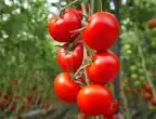 С какво се пръскат доматите при цъфтеж?