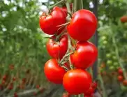С какво се пръскат доматите при цъфтеж?