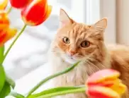 Смъртоносен капан: защо котките не трябва да се доближават до прозорци с PVC дограма