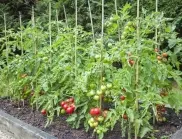 Засаждане на домати през май - кое е най-доброто време