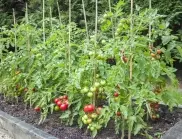 Топ 5 на най-добрите торове за доматите