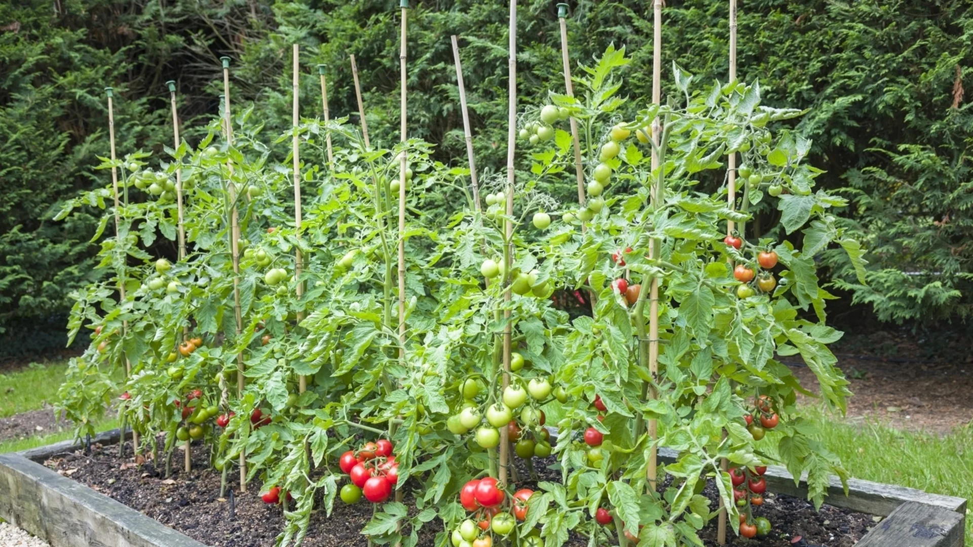 Топ 5 на най-добрите торове за доматите