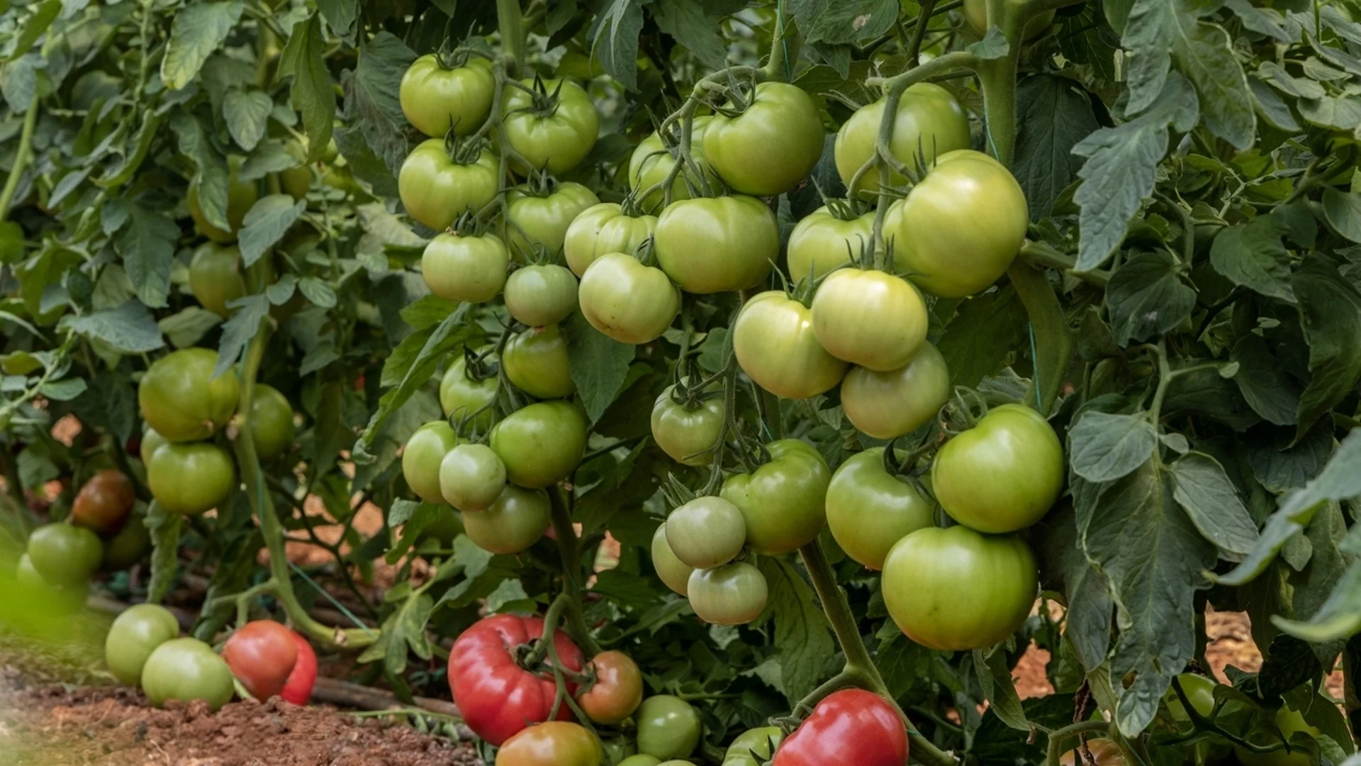 Може ли да се поливат доматите със студена вода?