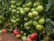 Как е правилно да се поливат доматите, за да е богата реколтата им