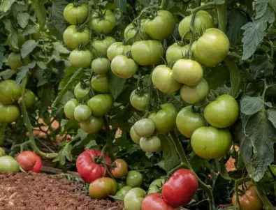 Билката, която задължително трябва да се засади до доматите и краставиците