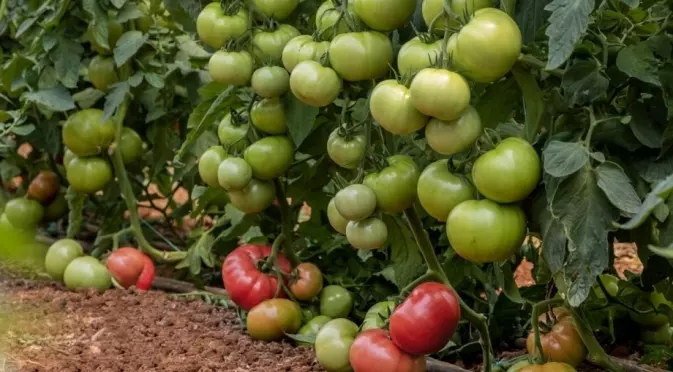 Билката, която задължително трябва да се засади до доматите и краставиците