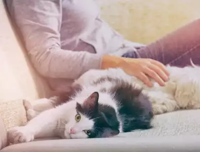 Ветеринар обясни защо котките всъщност спят толкова много