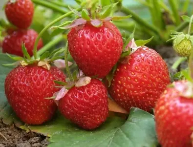 Торене на ягодите по време на цъфтеж - кой е най-добритят тор