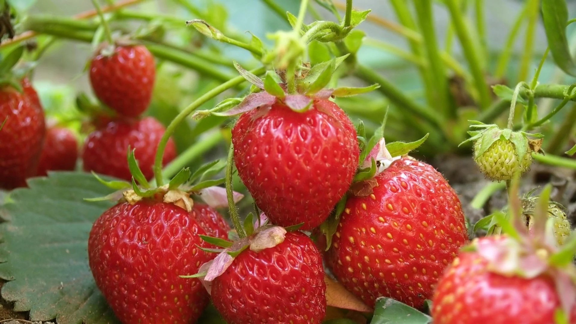 Кога и как се садят ягоди, ако искаме богата реколта