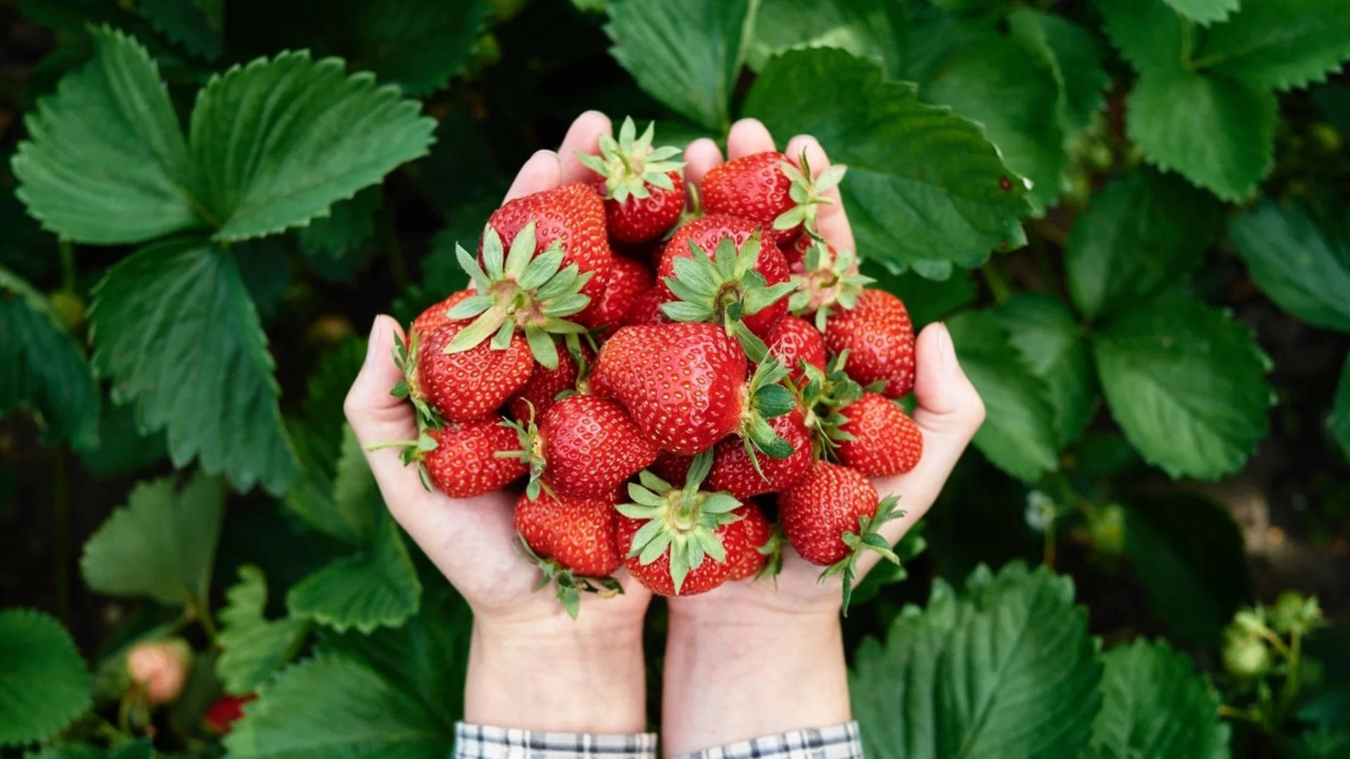 Торене на ягодите в началото на май - ето как се прави, за да са едри и сладки