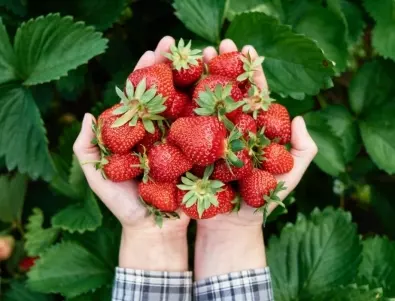 Торене на ягодите в началото на май - ето как се прави, за да са едри и сладки