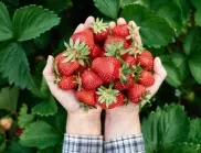 Страхотен трик, с който ягодите няма да гният и ще са свежи със седмици