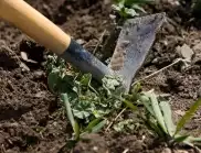 Успешни методи за премахване на ПЛЕВЕЛИ от домашната градина