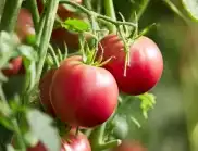Свиване на листата на доматите – каква е причината за това?