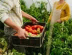 Градинар сподели 5 неща, важни за отглеждането на вкусни домати
