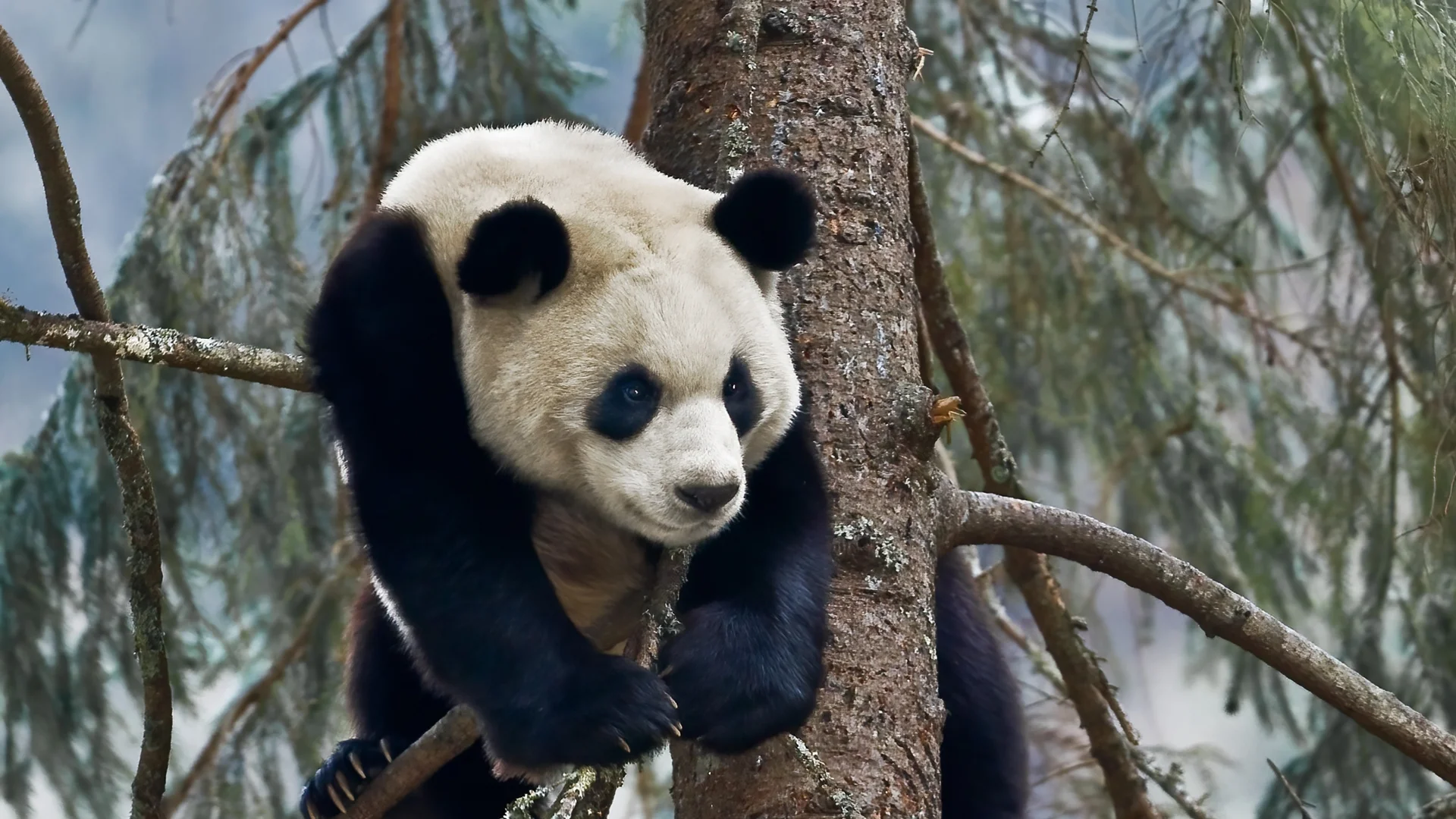 Благородна лъжа: В китайски зоопарк боядисаха кучета като панди (ВИДЕО)