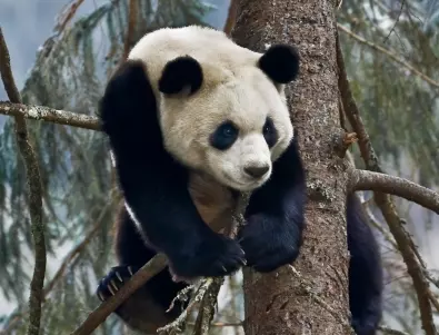 Благородна лъжа: В китайски зоопарк боядисаха кучета като панди (ВИДЕО)