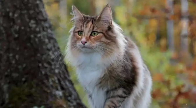 Храни, които НИКОГА не трябва да давате на котките