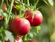 До какво води прекалено поливане на домати?