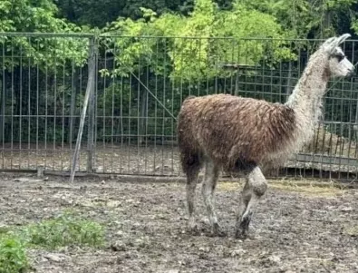Двойка лами са новите обитатели на зоопарк „Кайлъка“ в Плевен