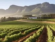 Виното на Южна Африка: Нов свят, нови вкусове
