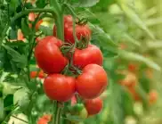 Как се прави подсилване на домати с коприва?