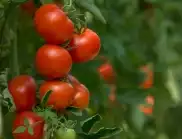 Кога се прави торене на доматите с амониева селитра?