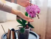 Как се прави отделяне на бебе орхидея?