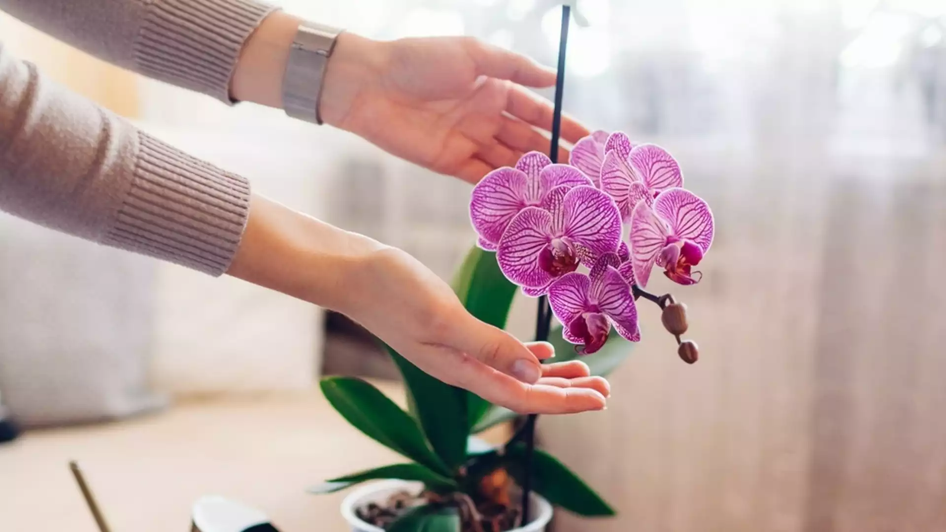 Как се прави отделяне на бебе орхидея?