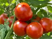 Тази отвара от коприва за пръскане на домати върши истински чудеса