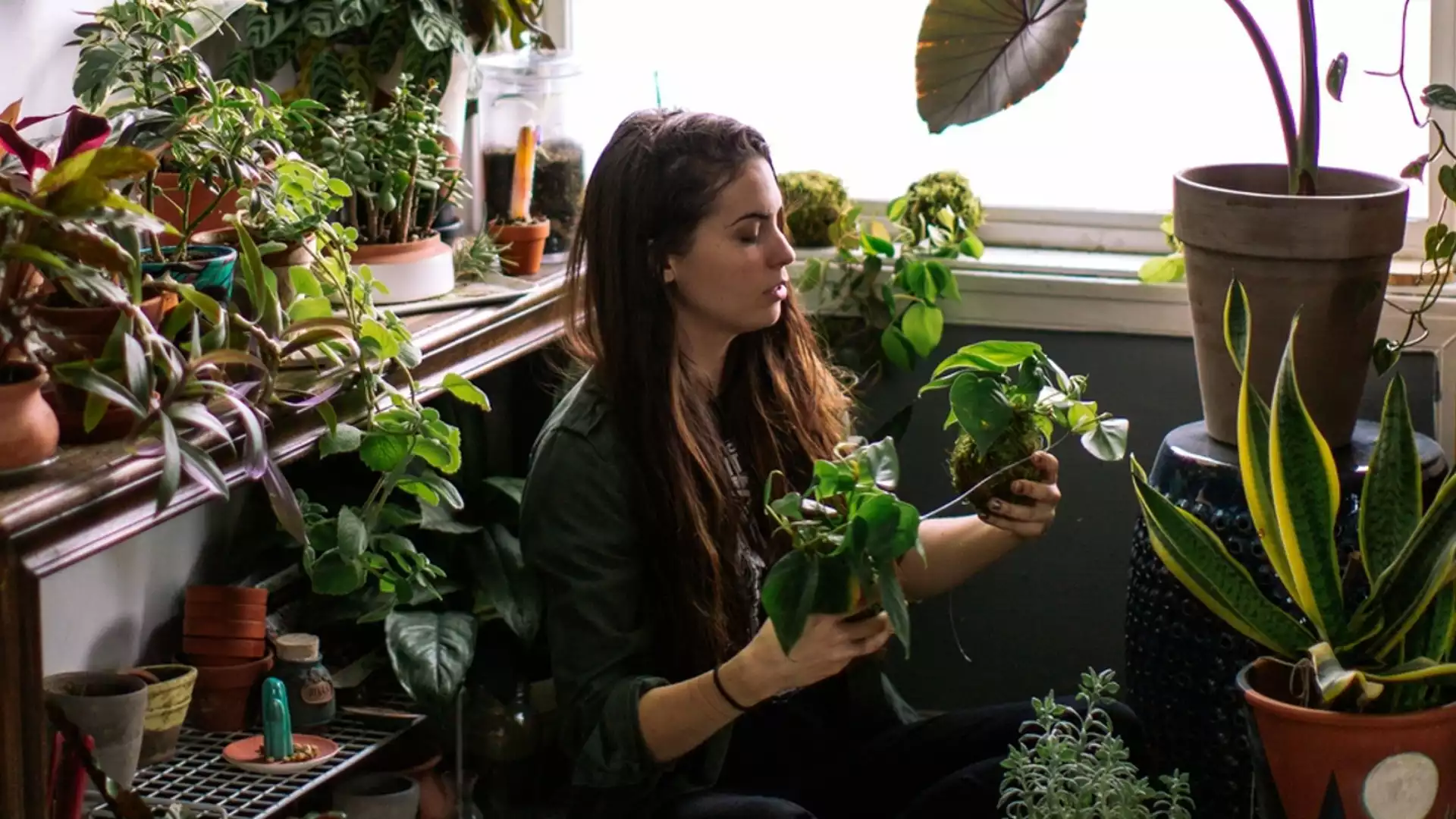 Отървете се от тях незабавно: 9 стайни растения, които могат да съсипят личния живот