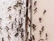 Как да се отървете от мравките в къщата?