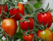 Как да водим успешно борбата със синята китка по доматите?