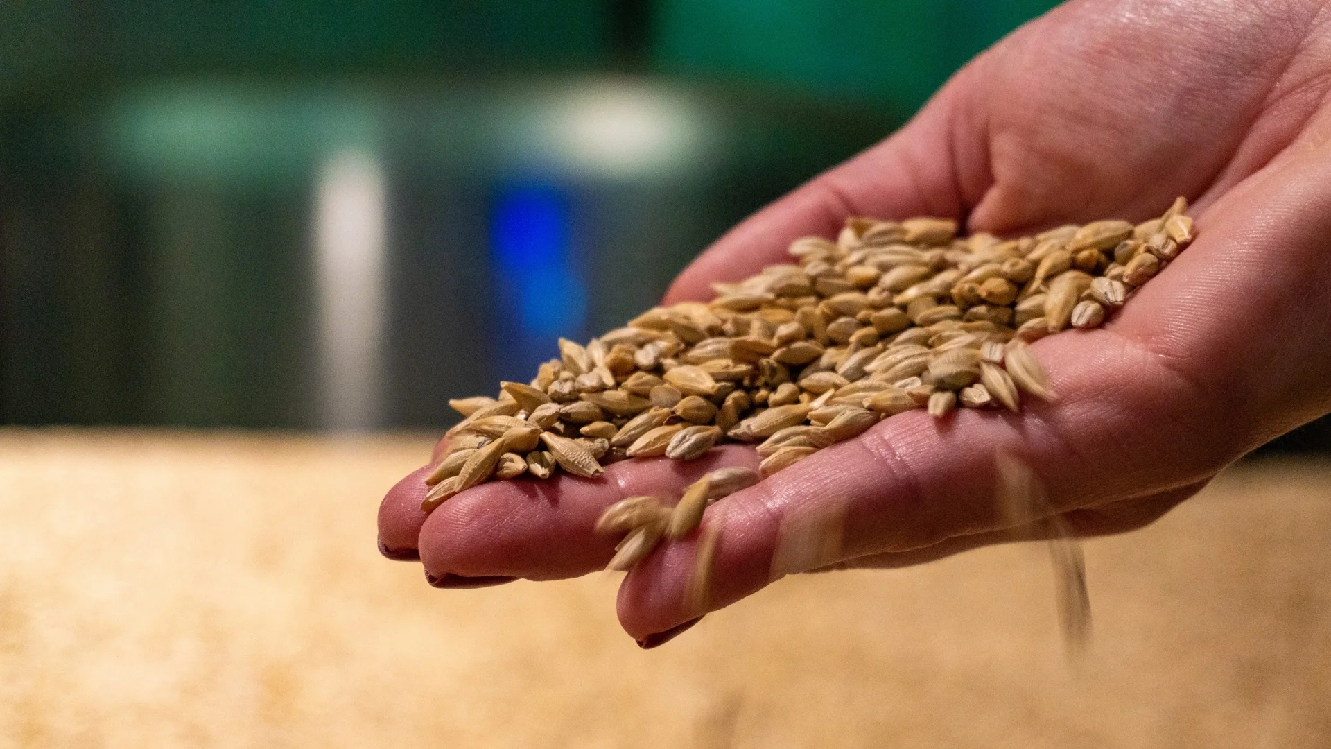 Запасите от пшеница в държавните складове на Индия достигнаха 16-годишно дъно